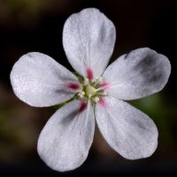 detail květu Drosera closterostigma